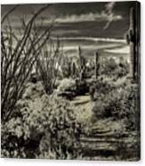 Sonoran Desert Spring Canvas Print