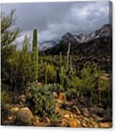 Sonoran Winter No.1 Canvas Print