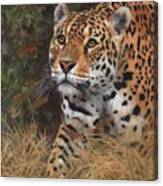 South American Jaguar Big Cat Canvas Print
