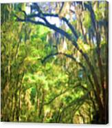 Southern Drive Through Spanish Moss Canvas Print