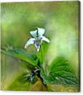 Southern Missouri Wildflowers 6 Canvas Print