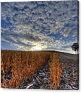 Soybean Sunset Canvas Print