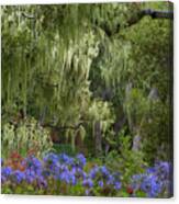 Spanish Moss And Alliums Canvas Print
