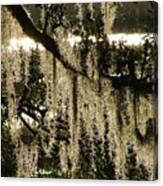 Spanish Moss Canvas Print