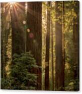 Sparkle In The Redwoods Canvas Print