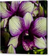 Sparkly Moth Orchid Canvas Print