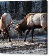 Sparring Elk In February Canvas Print