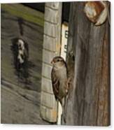 Sparrow In Pier Townhouse Canvas Print