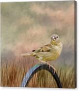 Sparrow In The Grass Canvas Print