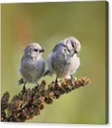 Sparrow Canvas Print