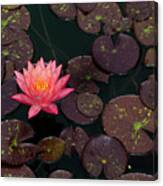 Speckled Red Lily And Pads Canvas Print