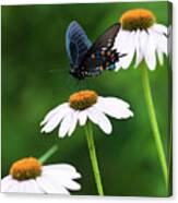Spice Bush Swallowtail Echinacea Trio Canvas Print
