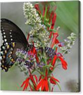 Spicebush Swallowtail And Flowers Canvas Print