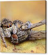 Spider 1 - Fly 0 Canvas Print