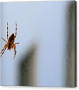 Spider Hello Panorama Canvas Print