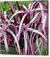 Spider Lily Canvas Print