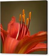 Spider Lily Canvas Print