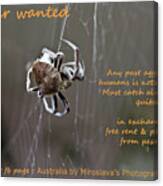Spider Wanted Canvas Print
