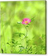 Splashes Of Pink In Field Of Green Canvas Print