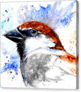 Splendid Sparrow Canvas Print