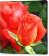 Splendid Tropicana Roses Canvas Print