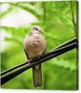 Spotted Dove Canvas Print