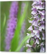 Spotted Moor Orchid Detail Canvas Print