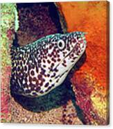 Spotted Moray Eel Canvas Print
