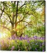 Spring Bluebell Forest With Beautiful Sunrise In Norfolk Canvas Print