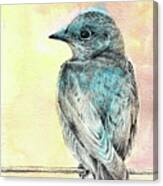 Spring Bluebird Canvas Print