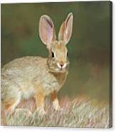 Spring Bunny Canvas Print
