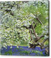 Spring Color Canvas Print