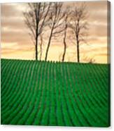 Spring Corn Rows Of The Midwest Canvas Print