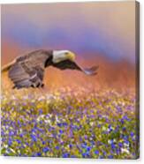 Spring Flight Bald Eagle Art Canvas Print