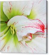 Spring Flower Macro Canvas Print