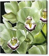 Spring Green Orchid Canvas Print