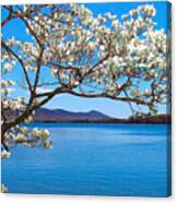 Spring Has Sprung Smith Mountain Lake Canvas Print