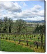 Spring In The Vineyard Canvas Print