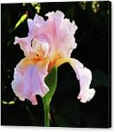 Spring Iris Canvas Print