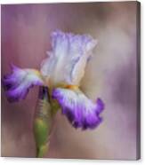 Spring Iris Canvas Print