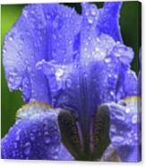 Spring Iris Canvas Print