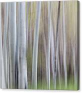 Spring Light With Aspens Canvas Print