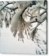 #spring  #nature #winter #white Canvas Print