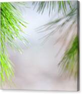 Spring Pine Abstract Canvas Print