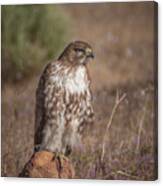 Spring Red Tailed Hawk 2 Canvas Print