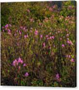Spring Rhodora Blossoms Near Susies Lake Canvas Print