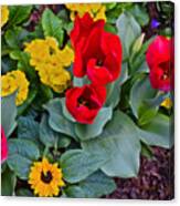 Spring Show 15 Red Tulips And Primrose Canvas Print
