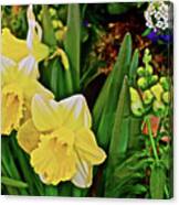 Spring Show 17 Narcissus 1 Canvas Print