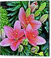 Spring Show 17 Pink Lilies 1 Canvas Print