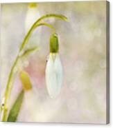 Spring Snowdrops And Bokeh Canvas Print